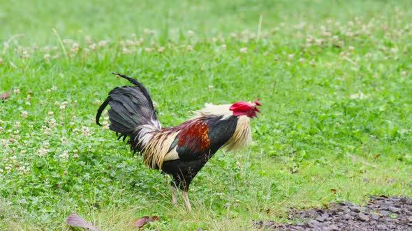 Big Wild Rooster with Red Comb Shaking Off Rain Drops From His Colorful Feathers alt