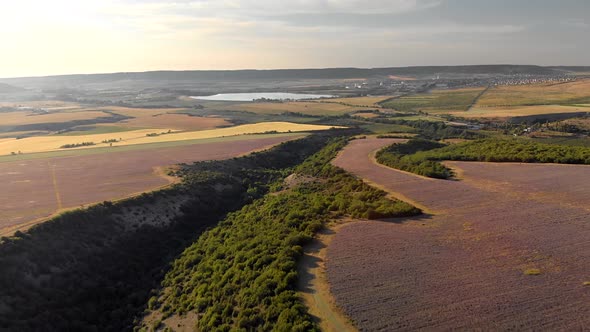 Flight Over Big Hill of Lavender Meadow at Sunset