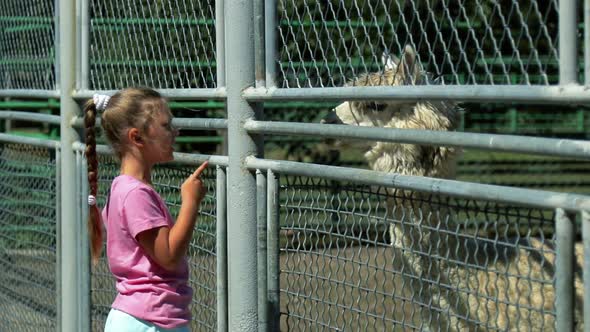 A little girl is feeding a white Alpaca at the zoo. bright summer Sunny day
