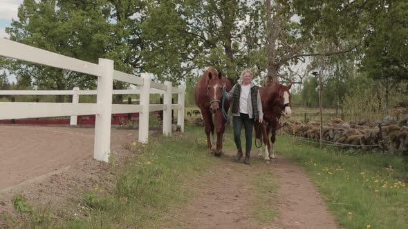 A female lady leading her two beautiful Swedish Half Blood horses along a path to the stables after alt