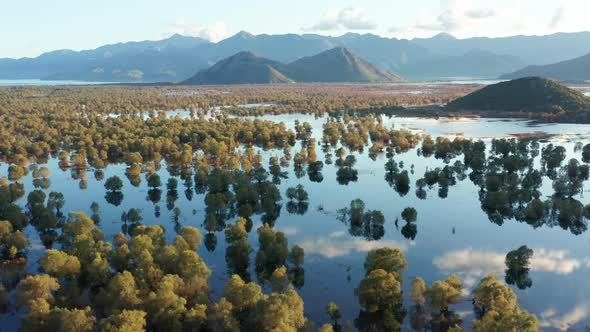 Green trees in Lake Skadar in Montenegro, blue sky with white clouds reflecting in the swamp water alt