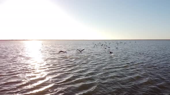 Flying flamingos in the shallow water of the ocean near the shore, Walvis Bay alt
