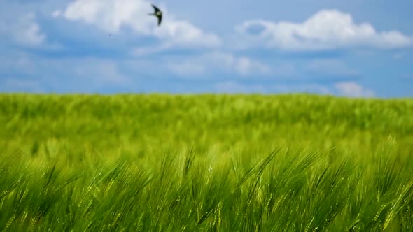 Green agricultural field. Barley green field. Blue sky above. Video panorama on sunny green crop. alt