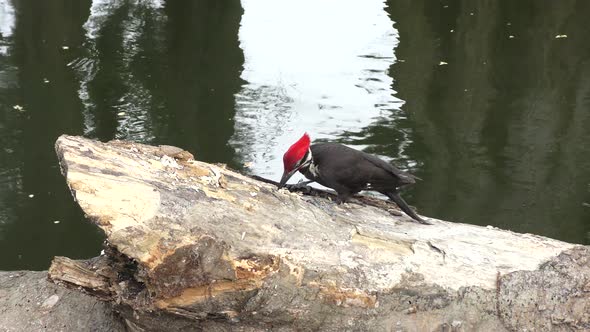  Pileated Woodpecker Feeds In Florida Wetlands