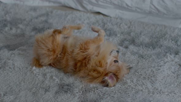 Happy Senior dog playing on carpet relax and comfortable at home alt