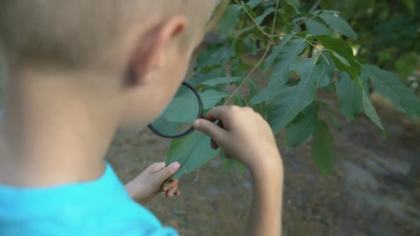 Young Botanist Looking Through Magnifying Glass at Leaf, Learning Plants Science