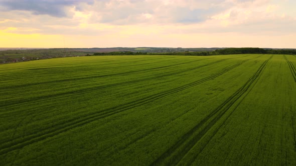 Aerial Landscape View of Green Cultivated Agricultural Fields with Growing Crops on Bright Summer alt