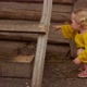 Cute Little Blond Girls are Amused By the Tiny Ducklings Walking on Bird Farm - VideoHive Item for Sale