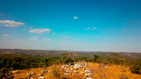 Aerial shot flying backwards over a pasture filled with cattle alt