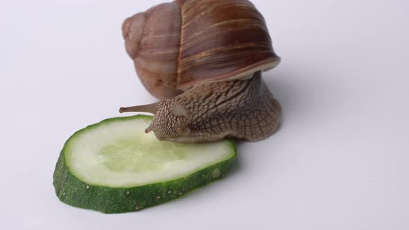 A large grape snail eats a green cucumber on a white background