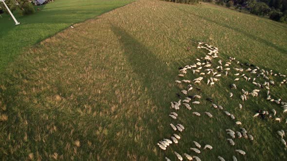 Aerial shots of sheep in the Tatry mountains