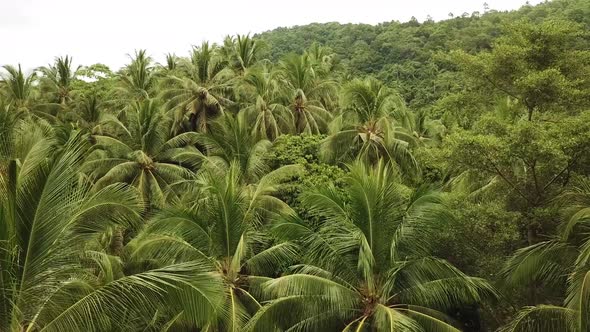 Aerial Video Above Tropical Forest of Samui islandThailand