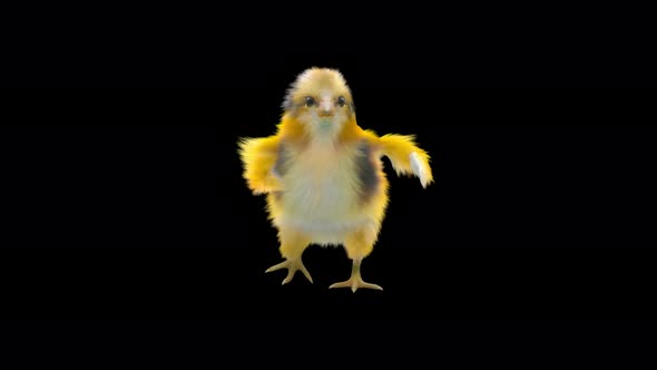 08 Baby Chicks Dancing 4K alt