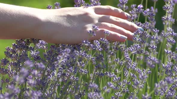 The Girl is Stroking a Lavender Bush with a Flower