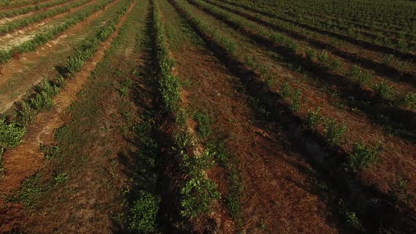Rows Agriculture Field alt