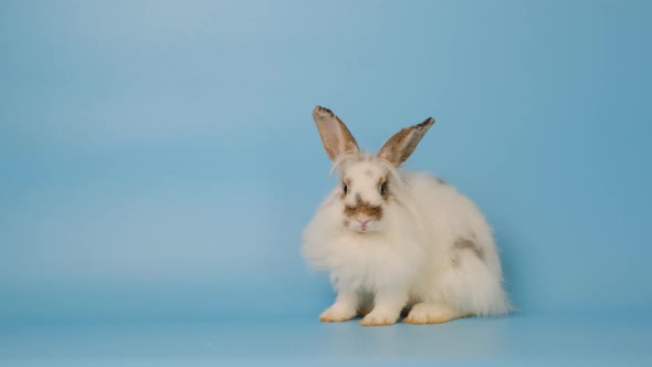 Adorable little white bunny easter rabbit sitting and look around then lie down on blue screen alt