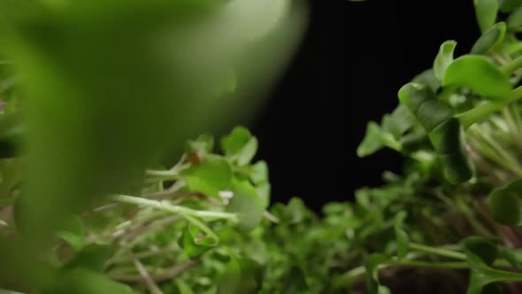 Greenhouse of Microgreen Farm Products Healthy Nutrition alt