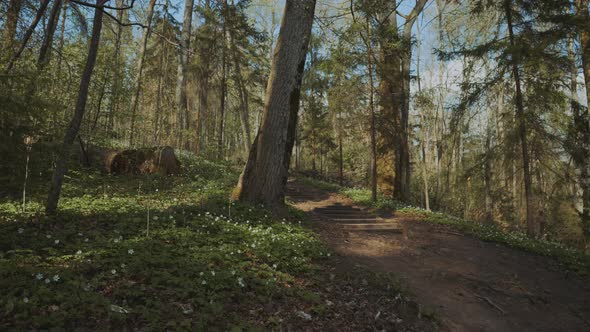 Walk in the forest in the national park in spring