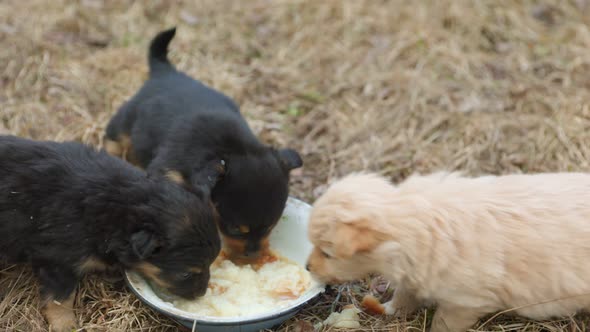 Puppies Eat From a Plate