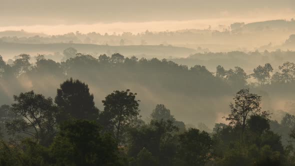 Fog Move And Tree In The Morning alt