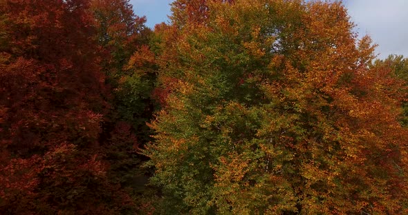 Move Down Aerial shot on Beautiful Trees in Natural Landscape of Wild Forest in Colorful Autumn in I alt