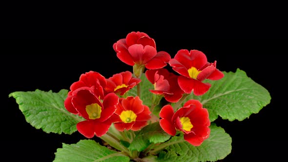 Timelapse of Red Primula ( Primrose ) Flower Blooming alt
