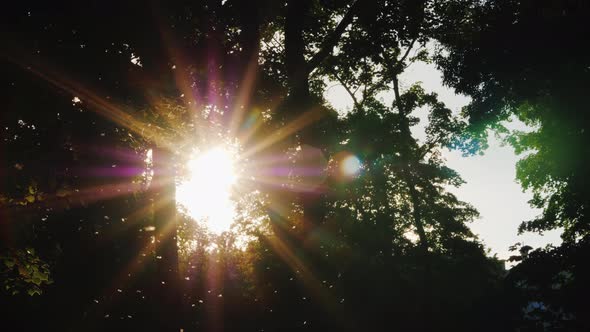 Evening in the Forest - the Sun Shines Through the Branches of Trees, the Midge Flies in the alt