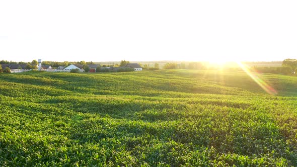 Aerial Over Scenic Countryside With Green Cornfield And Farm Background Sunset alt