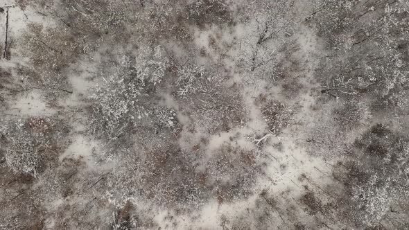 Flight over forest tree tops under snow 4K drone footage alt