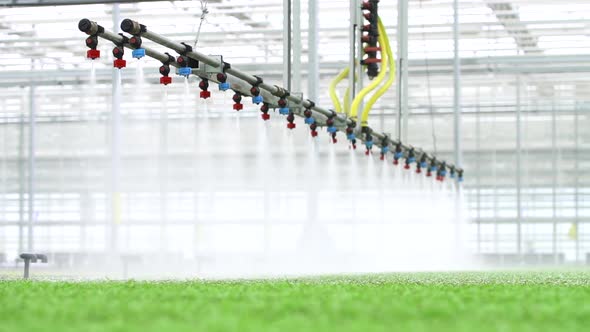 Agriculture Farm Plant Hydroponic View of Automatic Watering of Green in Greenhouse Technology Spbd alt