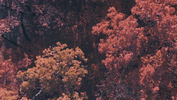 Drone View of Tree Branches alt
