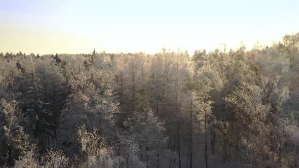 Frozen Trees Covered with Snow and Frost on the Background of a Winter Forest