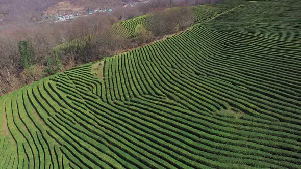 Large Fields on Hills Covered Green Tea Shrubs in Daytime, Aerial View alt