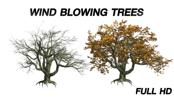 Growing Tree, Motion Graphics | VideoHive