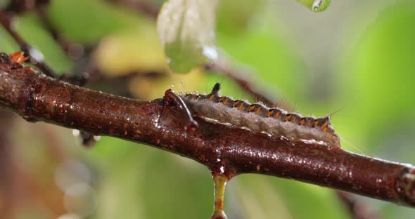 Yellow Tail Moth Euproctis Similis Caterpillar Goldtail or Swan Moth Sphrageidus Similis alt