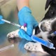 Close Up of a Veterinarian Giving an Injection to a Small Dog in a Veterinary Clinic - VideoHive Item for Sale