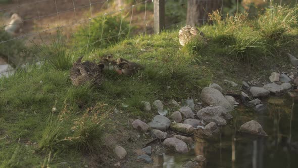 Ducks on Sunny Summer Day Walk Along the Shore with Large Stones Along the Lake alt