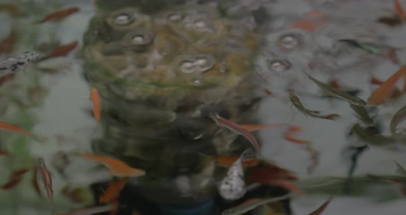 Lots of Small Fishes Swimming in Clear Water alt