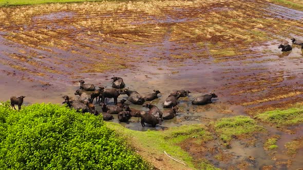 Cattle on the Pasture in Sri Lanka View From Above alt