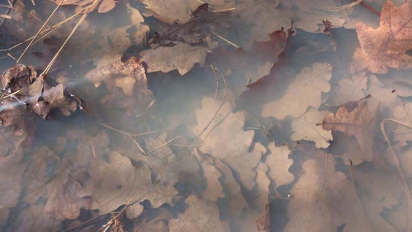 Autumn leaves in the pond 4K 2160p 30fps UltraHD footage - Close-up of fallen branches and plants 38 alt
