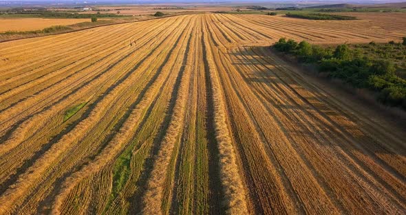 Aerial View of Strioes on the Golden Field Wheat or Rye