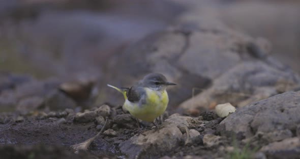 Grey Wagtail bird searching for insects around water on a early morning alt