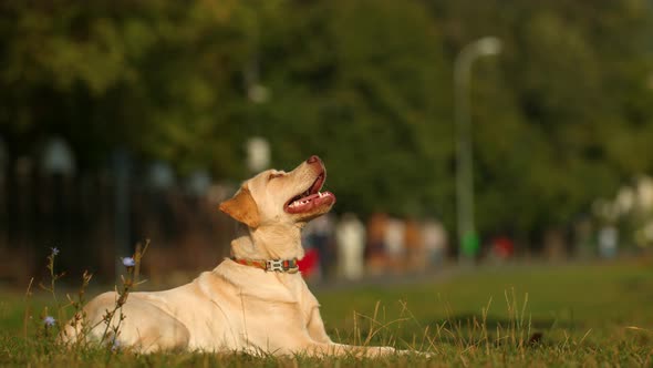 Dog catching a treat, Ultra Slow Motion alt