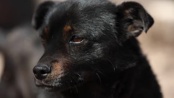 black mongrel dog chained to a chain in living conditions near her booth and food bowls looking 