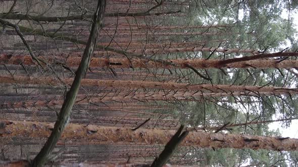 Vertical Video of Trees in a Pine Forest Slow Motion alt