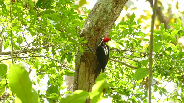 Pileated woodpecker with red head pecking trunk tree alt