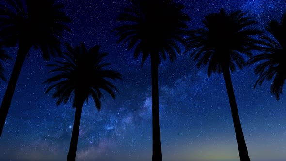 Driving Under Palm Trees With Milky Way