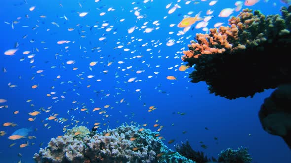 Fish Tropical Reef alt