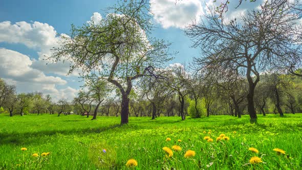 Spring Apple Orchard