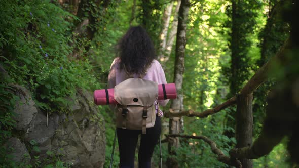 Hiking Trip in the Highland Forest alt